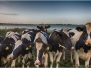 Dieren
