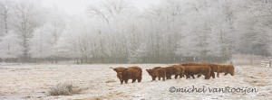 DSC_3666facebuffel